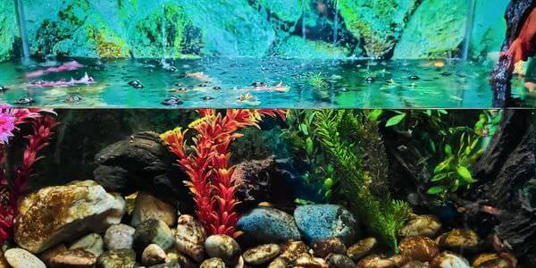 Aquarium mit Korallen und bunten Fischen – Aquarium-Umzug Michelstadt