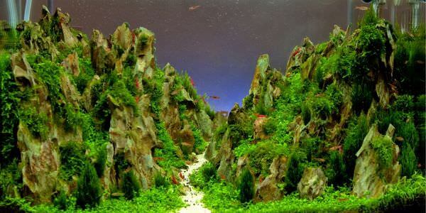 Aquarium mit Felslandschaft und Pflanzen – Umzug mit Aquarium in Michelstadt