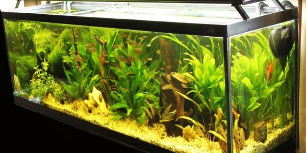Aquarium-Umzug Michelstadt: Längliches Aquarium mit grünen Wasserpflanzen