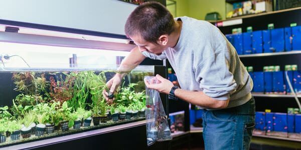 Mann versorgt Aquarienpflanzen vor einem Aquarienregal – Umzug mit Aquarium in Michelstadt